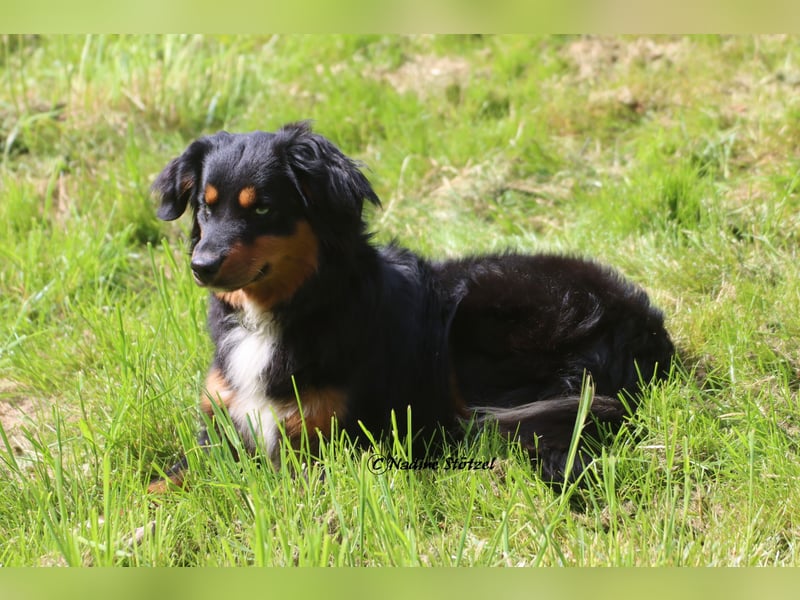 Mini Australian Shepherd Deckrüde in Black tri mit blauen Augen TOP Auswertungen