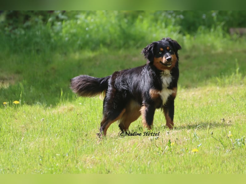 Mini Australian Shepherd Deckrüde in Black tri mit blauen Augen TOP Auswertungen