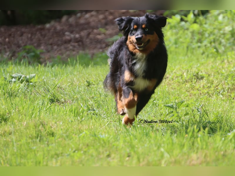 Mini Australian Shepherd Deckrüde in Black tri mit blauen Augen TOP Auswertungen