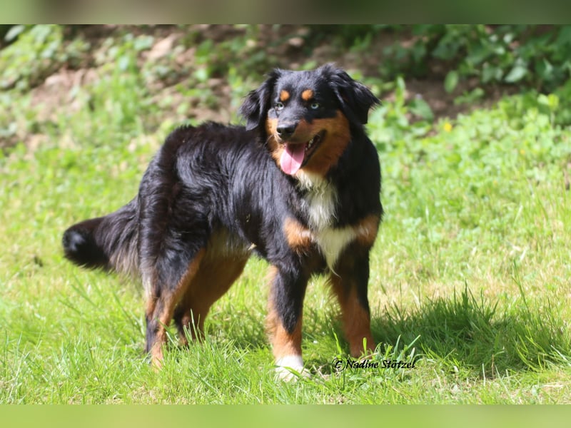 Mini Australian Shepherd Deckrüde in Black tri mit blauen Augen TOP Auswertungen