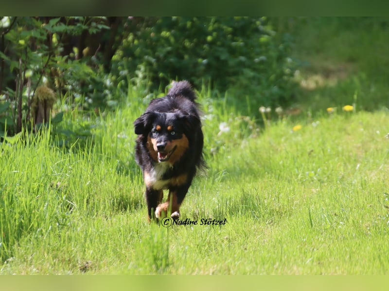 Mini Australian Shepherd Deckrüde in Black tri mit blauen Augen TOP Auswertungen
