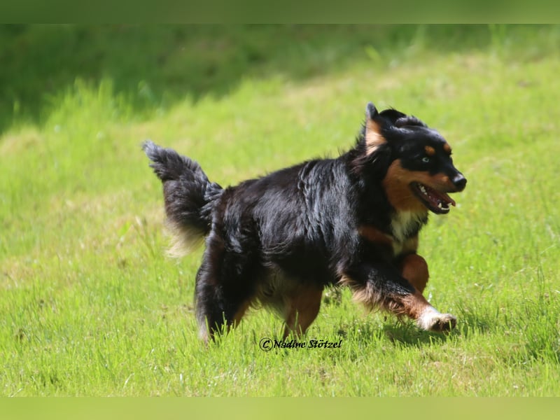 Mini Australian Shepherd Deckrüde in Black tri mit blauen Augen TOP Auswertungen