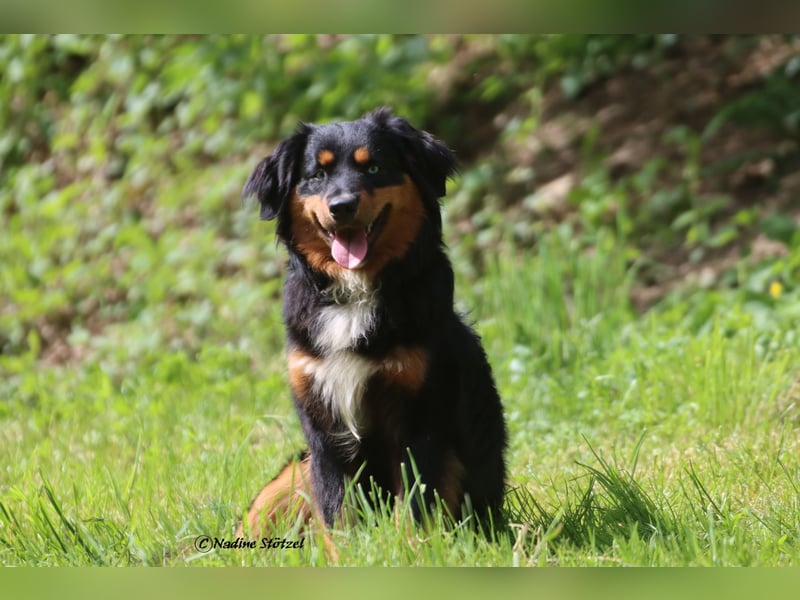 Mini Australian Shepherd Deckrüde in Black tri mit blauen Augen TOP Auswertungen