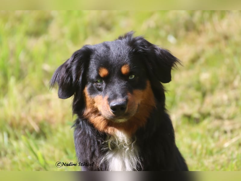 Mini Australian Shepherd Deckrüde in Black tri mit blauen Augen TOP Auswertungen