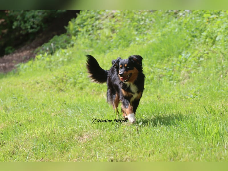 Mini Australian Shepherd Deckrüde in Black tri mit blauen Augen TOP Auswertungen