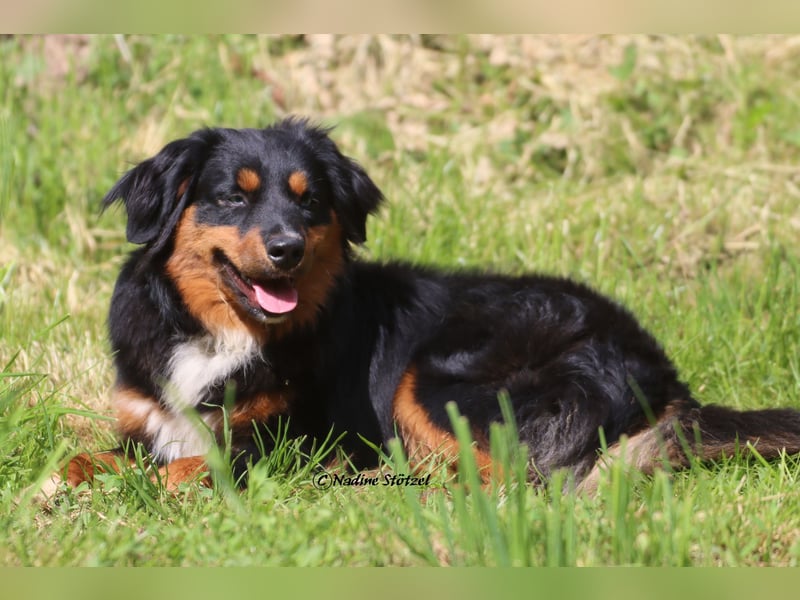Mini Australian Shepherd Deckrüde in Black tri mit blauen Augen TOP Auswertungen