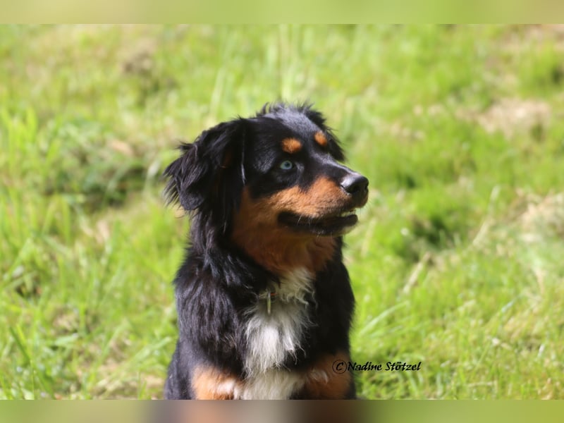 Mini Australian Shepherd Deckrüde in Black tri mit blauen Augen TOP Auswertungen