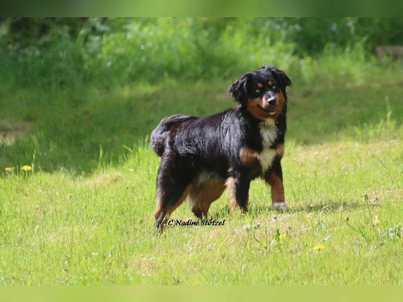 Mini Australian Shepherd Deckrüde in Black tri mit blauen Augen TOP Auswertungen