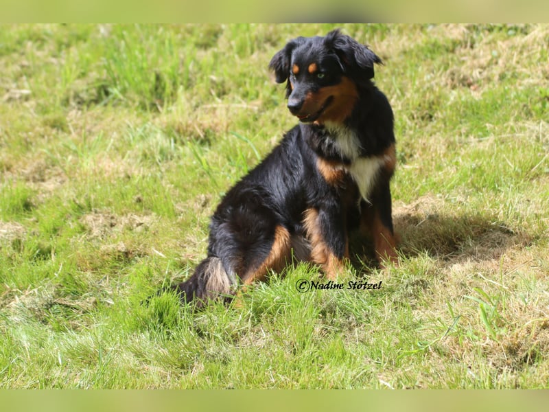 Mini Australian Shepherd Deckrüde in Black tri mit blauen Augen TOP Auswertungen