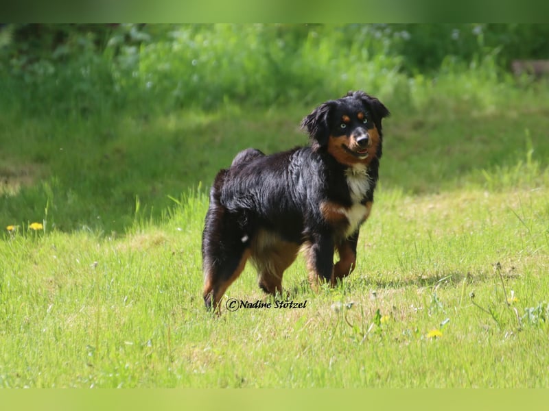 Mini Australian Shepherd Deckrüde in Black tri mit blauen Augen TOP Auswertungen