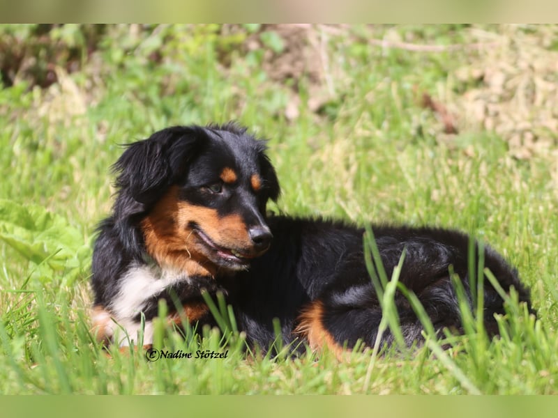 Mini Australian Shepherd Deckrüde in Black tri mit blauen Augen TOP Auswertungen