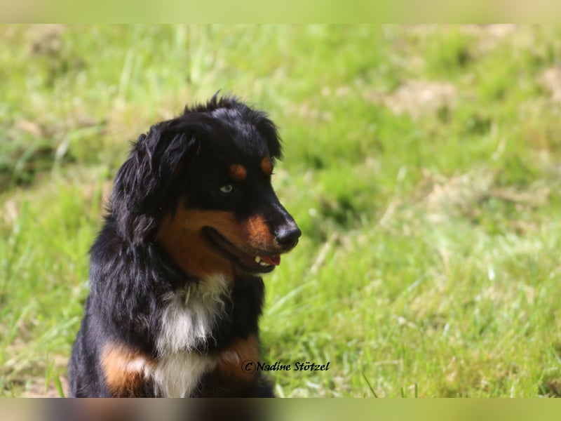 Mini Australian Shepherd Deckrüde in Black tri mit blauen Augen TOP Auswertungen