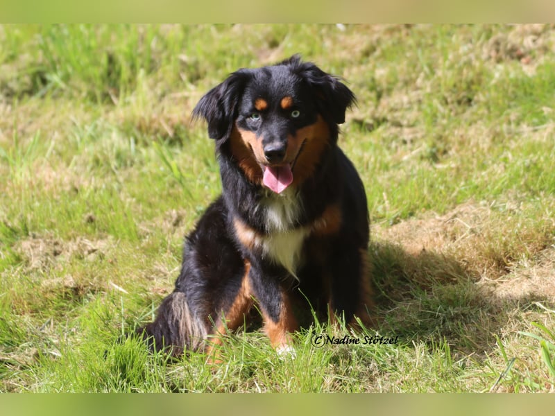 Mini Australian Shepherd Deckrüde in Black tri mit blauen Augen TOP Auswertungen