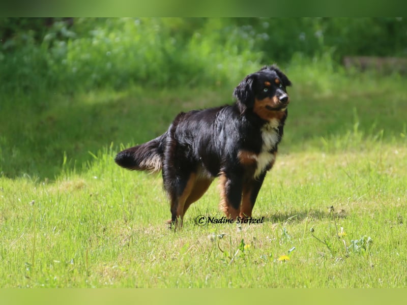 Mini Australian Shepherd Deckrüde in Black tri mit blauen Augen TOP Auswertungen