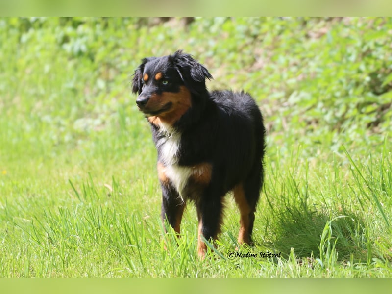 Mini Australian Shepherd Deckrüde in Black tri mit blauen Augen TOP Auswertungen