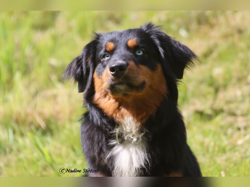 Mini Australian Shepherd Deckrüde in Black tri mit blauen Augen TOP Auswertungen