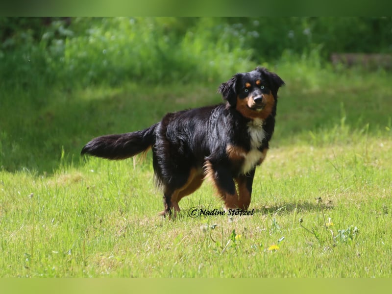 Mini Australian Shepherd Deckrüde in Black tri mit blauen Augen TOP Auswertungen