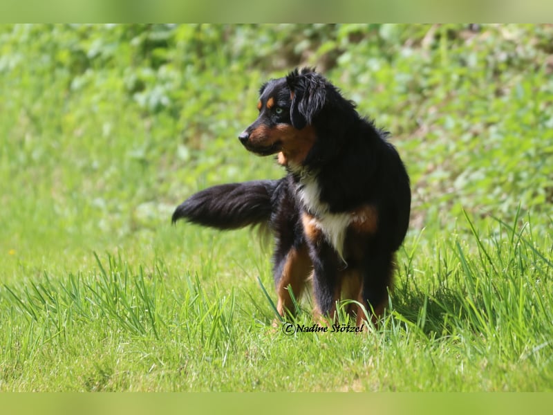 Mini Australian Shepherd Deckrüde in Black tri mit blauen Augen TOP Auswertungen
