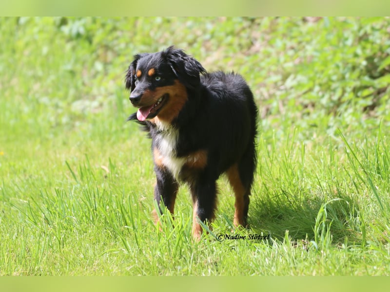 Mini Australian Shepherd Deckrüde in Black tri mit blauen Augen TOP Auswertungen
