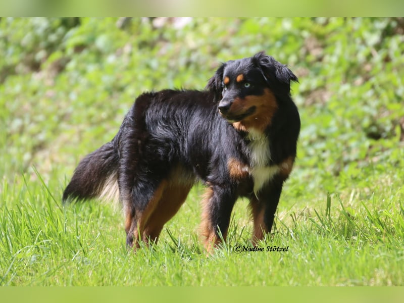 Mini Australian Shepherd Deckrüde in Black tri mit blauen Augen TOP Auswertungen