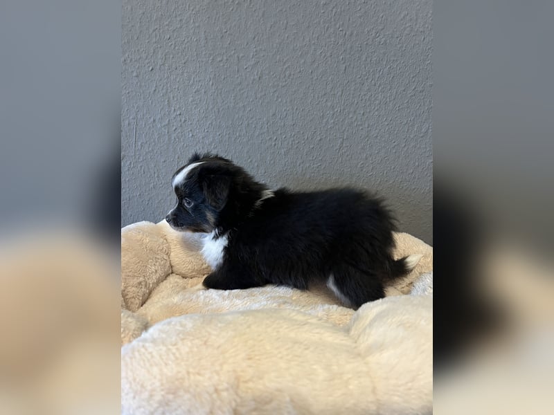 Toy Aussie / Mini Australian Shepherd / miniature Aussie