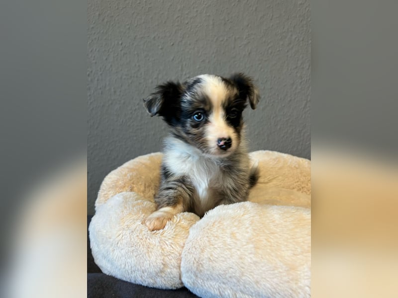 Toy Aussie / Mini Australian Shepherd / miniature Aussie