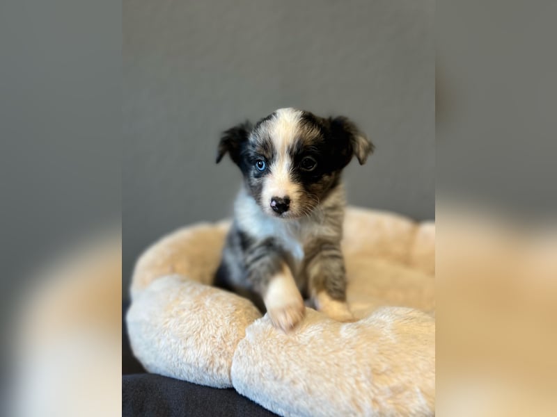 Toy Aussie / Mini Australian Shepherd / miniature Aussie