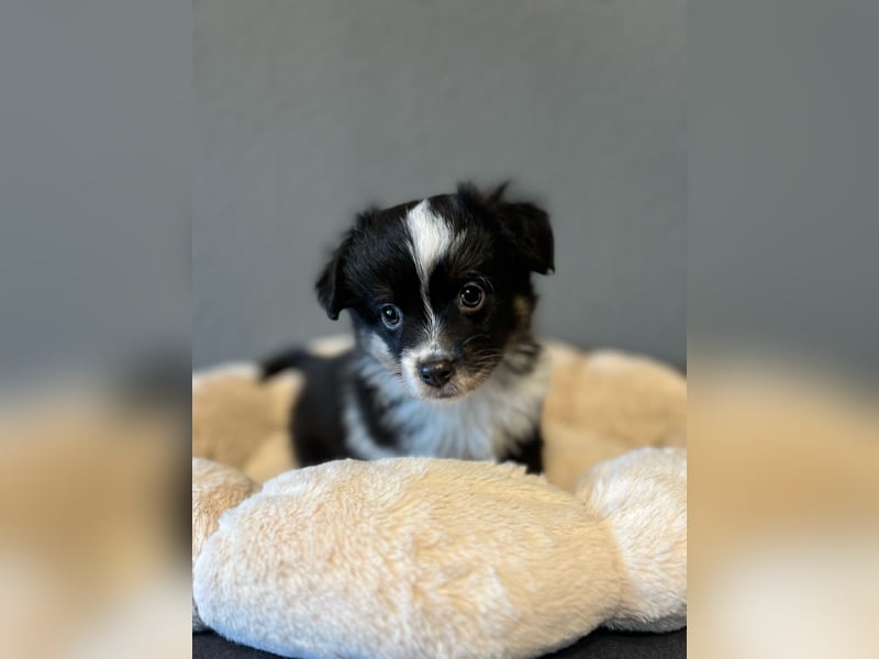 Toy Aussie / Mini Australian Shepherd / miniature Aussie