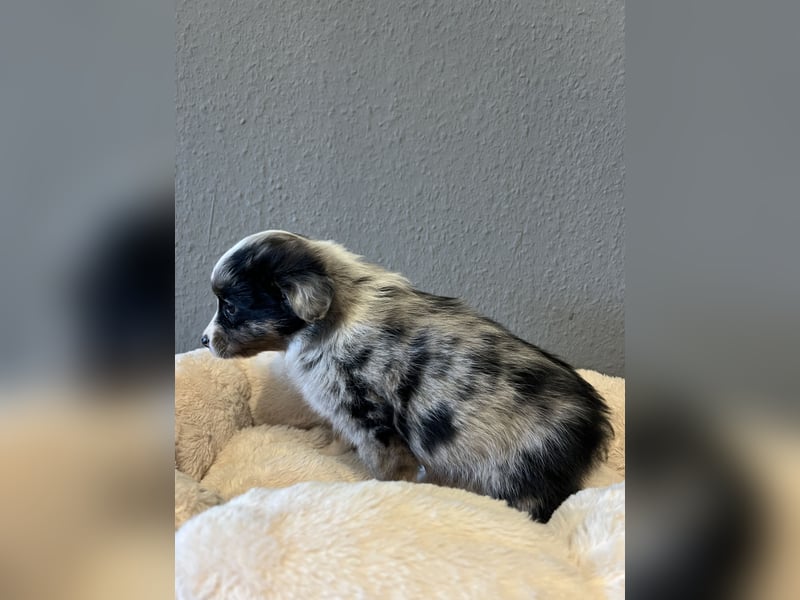 Toy Aussie / Mini Australian Shepherd / miniature Aussie