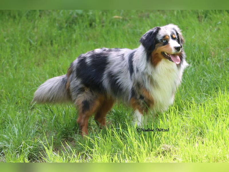 Mini Australian Shepherd Rüde mit ASDR Ahnentafel und top Auswertungen