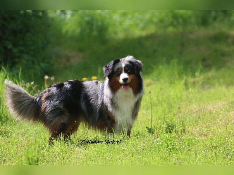 Mini Australian Shepherd Rüde mit ASDR Ahnentafel und top Auswertungen