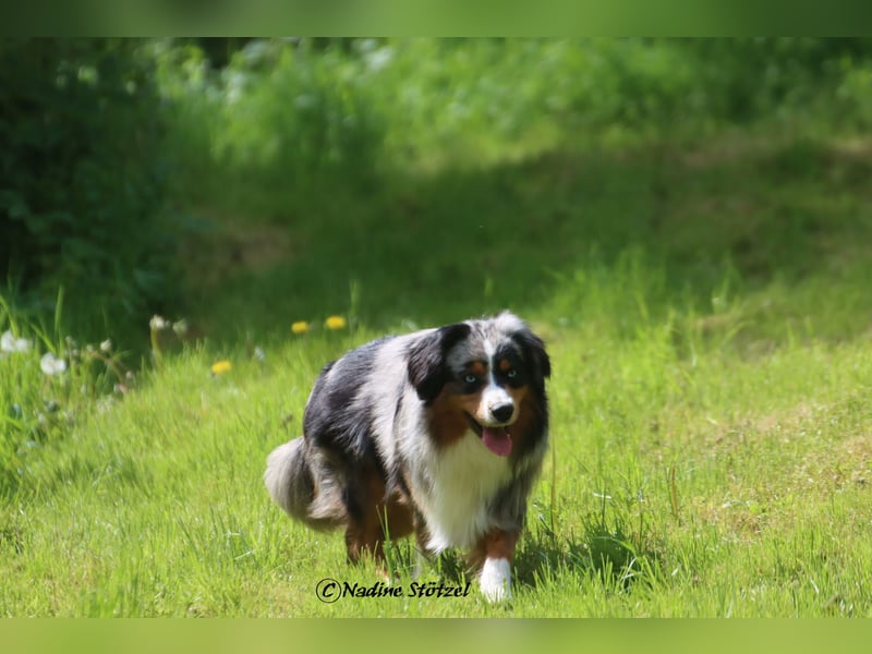 Mini Australian Shepherd Rüde mit ASDR Ahnentafel und top Auswertungen