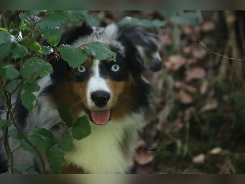 Mini Australian Shepherd Rüde mit ASDR Ahnentafel und top Auswertungen