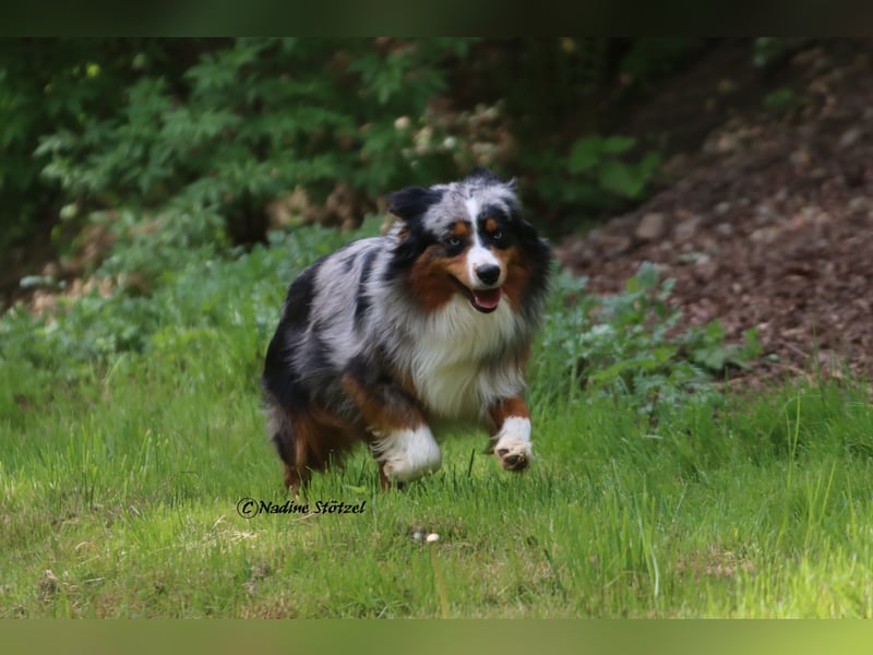 Mini Australian Shepherd Rüde mit ASDR Ahnentafel und top Auswertungen
