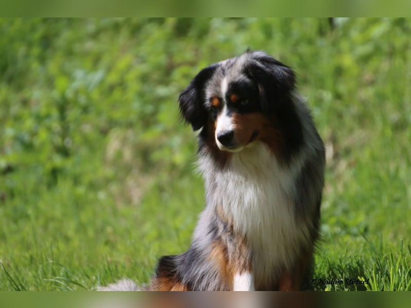 Mini Australian Shepherd Rüde mit ASDR Ahnentafel und top Auswertungen