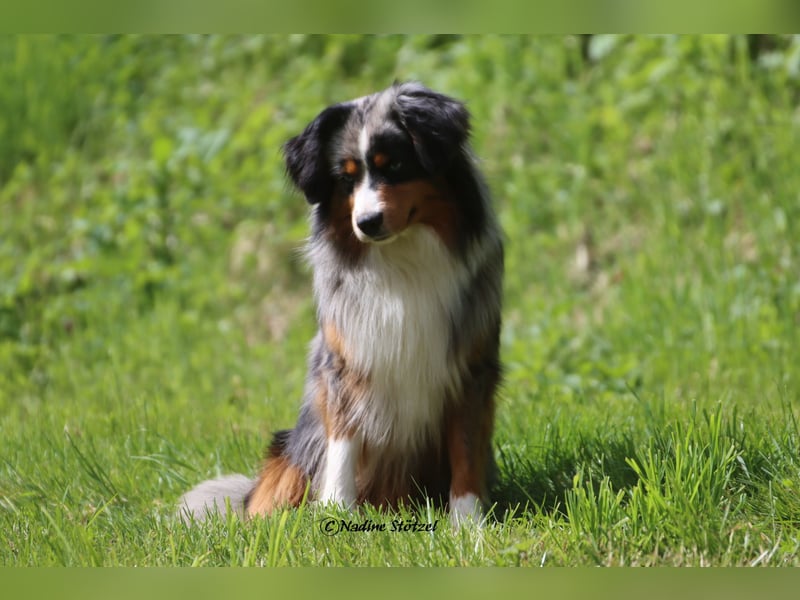 Mini Australian Shepherd Rüde mit ASDR Ahnentafel und top Auswertungen