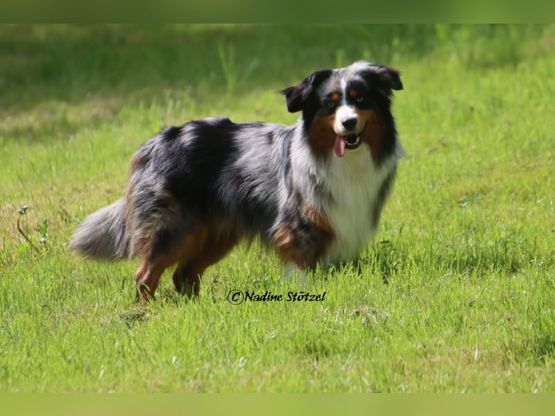 Mini Australian Shepherd Rüde mit ASDR Ahnentafel und top Auswertungen
