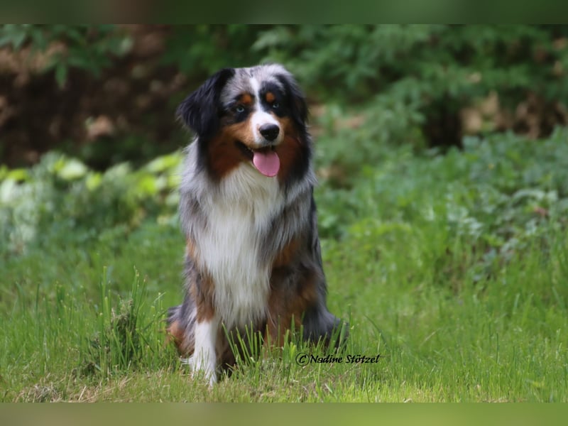 Mini Australian Shepherd Rüde mit ASDR Ahnentafel und top Auswertungen