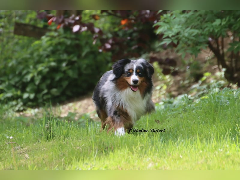 Mini Australian Shepherd Rüde mit ASDR Ahnentafel und top Auswertungen