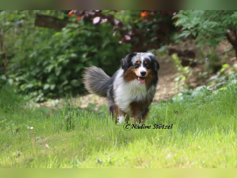 Mini Australian Shepherd Rüde mit ASDR Ahnentafel und top Auswertungen