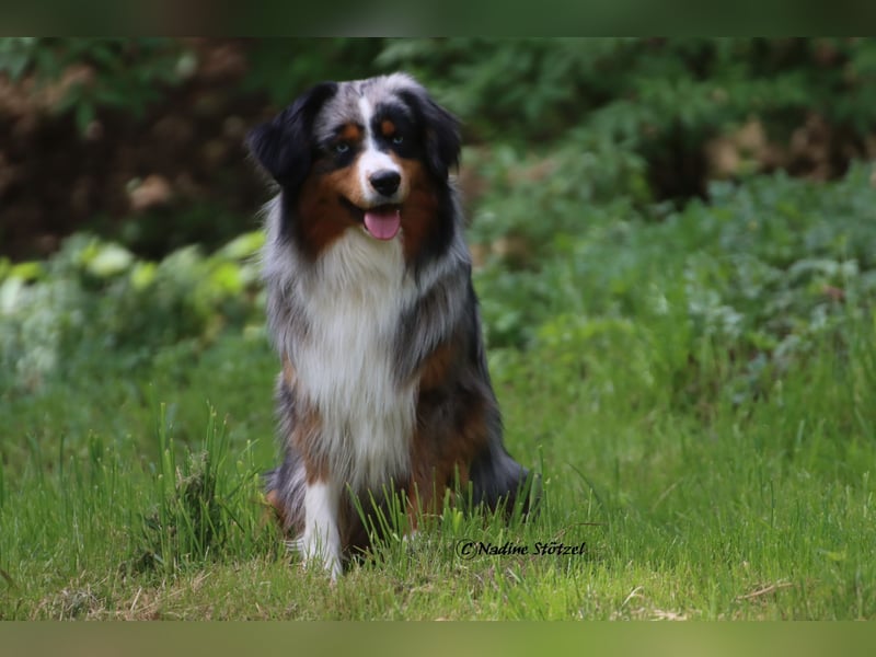 Mini Australian Shepherd Rüde mit ASDR Ahnentafel und top Auswertungen