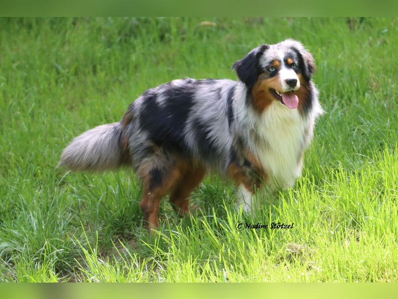 Mini Australian Shepherd Rüde mit ASDR Ahnentafel und top Auswertungen