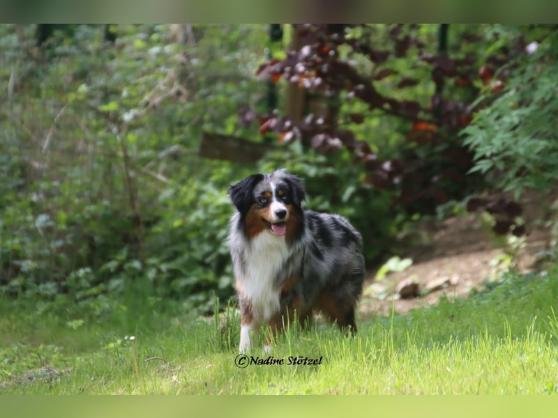 Mini Australian Shepherd Rüde mit ASDR Ahnentafel und top Auswertungen