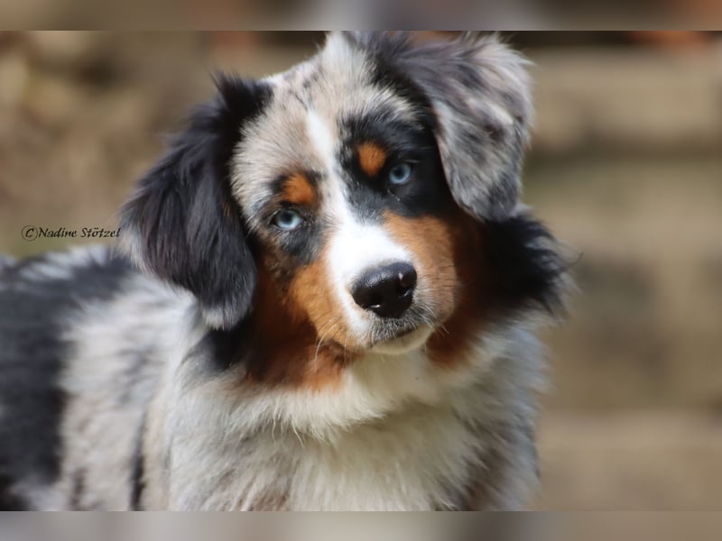 Mini Australian Shepherd Rüde mit ASDR Ahnentafel und top Auswertungen
