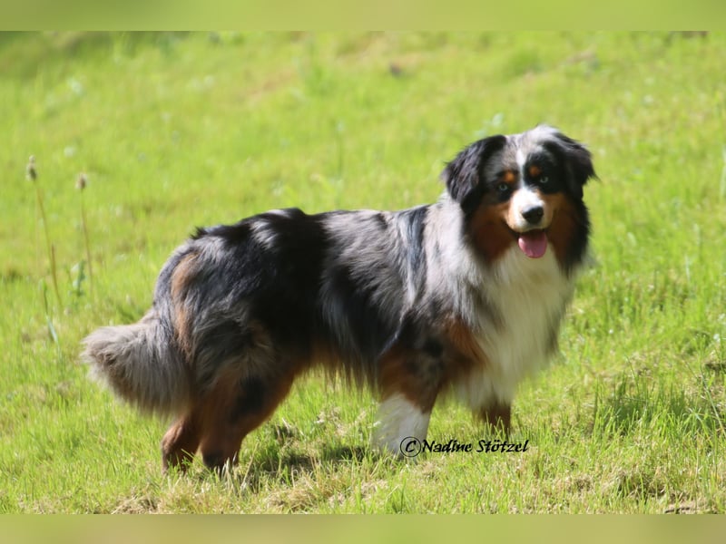 Mini Australian Shepherd Rüde mit ASDR Ahnentafel und top Auswertungen