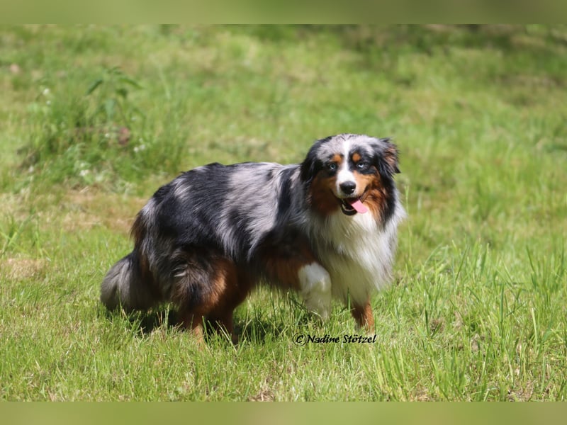 Mini Australian Shepherd Rüde mit ASDR Ahnentafel und top Auswertungen