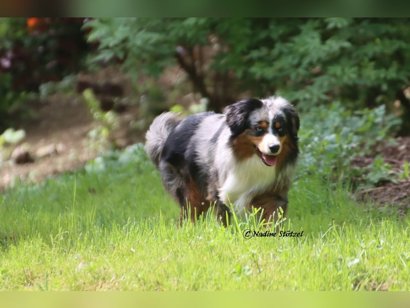 Mini Australian Shepherd Rüde mit ASDR Ahnentafel und top Auswertungen