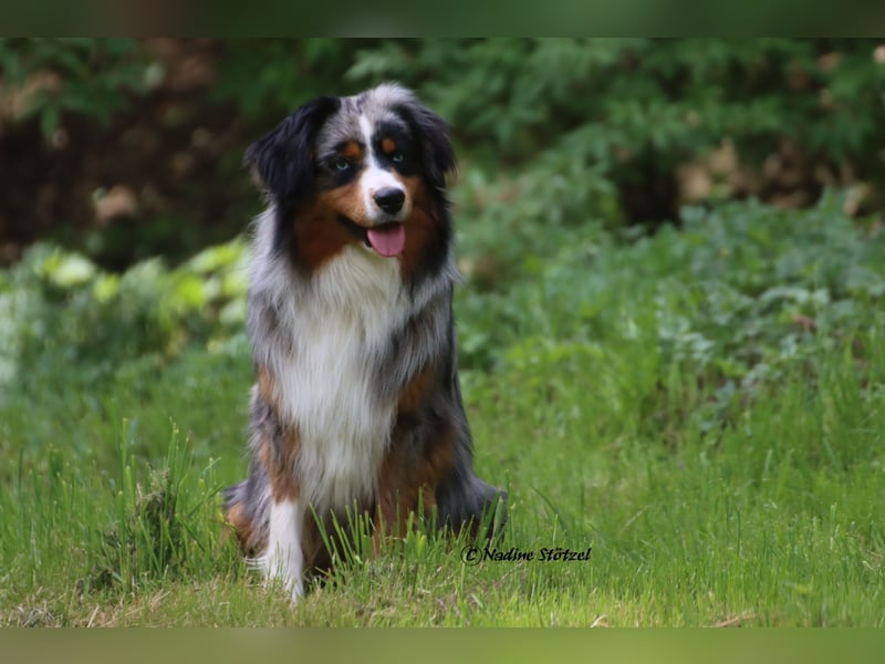 Mini Australian Shepherd Rüde mit ASDR Ahnentafel und top Auswertungen