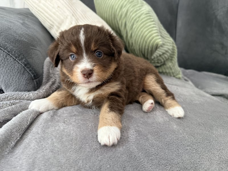 Mini Australien Shepherd Welpen