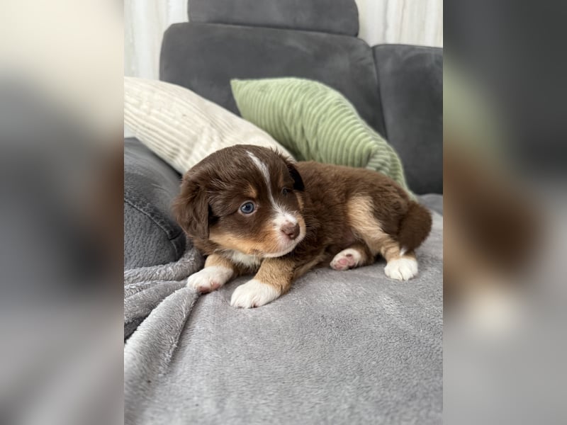 Mini Australien Shepherd Welpen